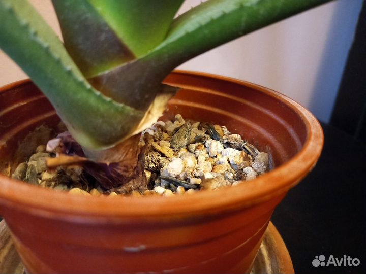 Алоэ вера лечебный