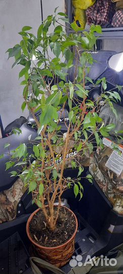 Фикус бенджамина