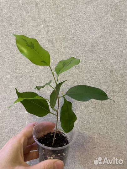 Фикус Бенджамина Реджинальд