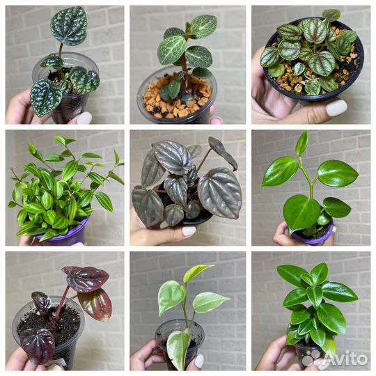 Пеперомии сортовые