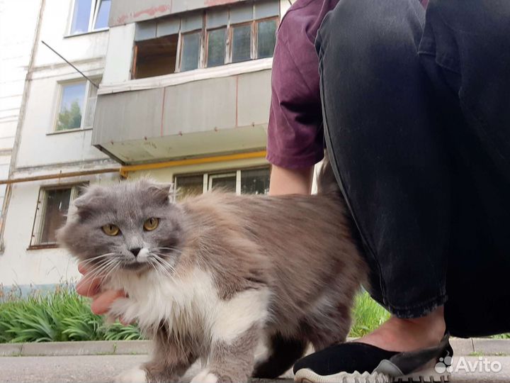 Пушистая вислоушка в добрые руки