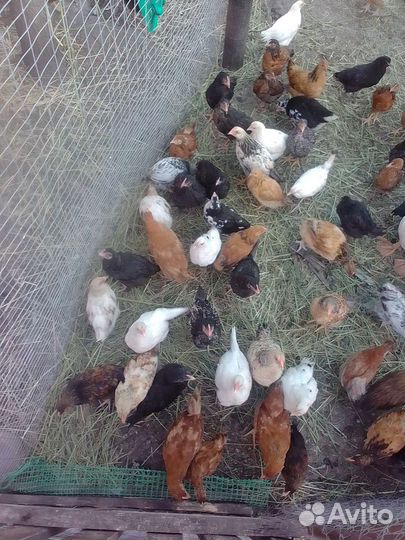 Цыплята подрощенные