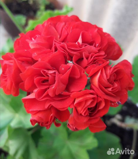 Пеларгонии сортовые