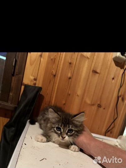 Отдаю даром Котята маленькие 1,5-2 месяца
