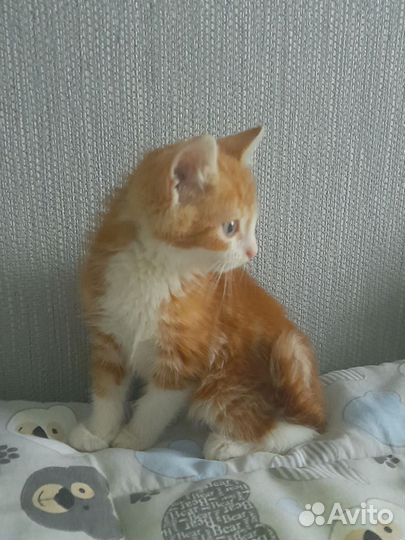 Котёнок