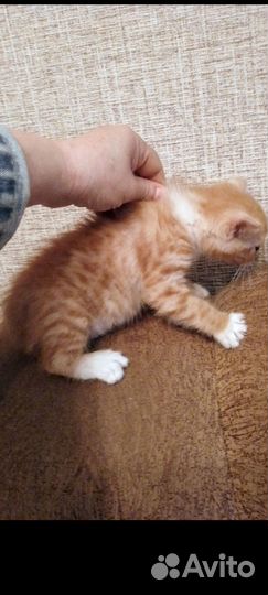 Котёнок Мариус- Марик, ласковый толстячок-4,5мес
