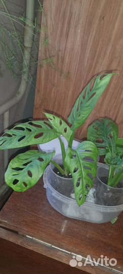 Монстера Манки Маск, косая