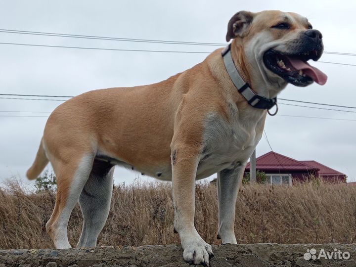 Щенки Ка де бо (Майорский мастиф)