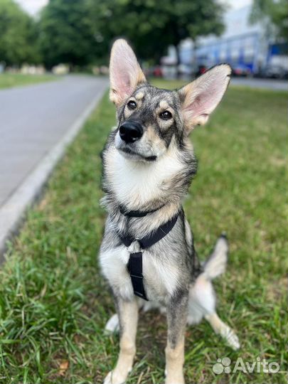 Собака в добрые руки