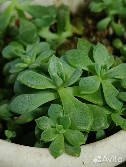 Каменная роза суккулент