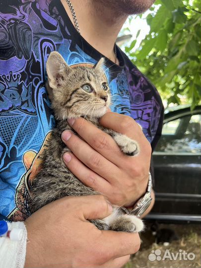 Котята в добрые руки мальчики