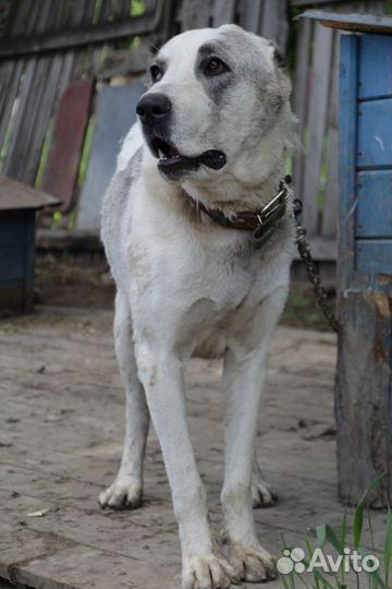 Дунай на охрану