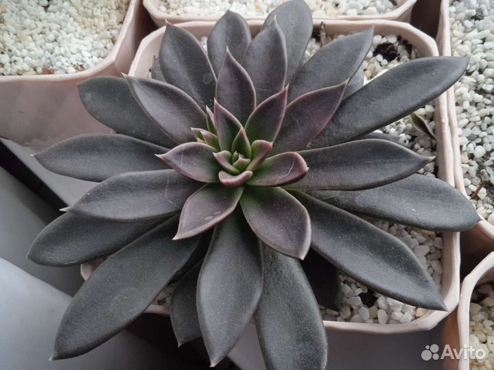 Суккуленты, Каланхоэ, и другие