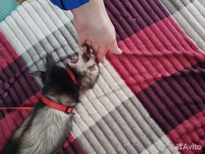 Вязка Харька