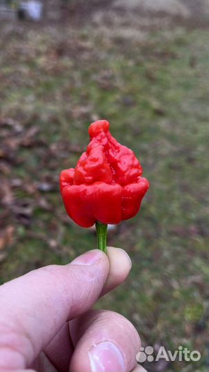 Семена острого перца «Skunk Red»