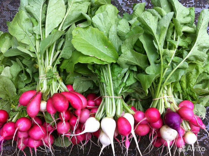 Редиска свежая