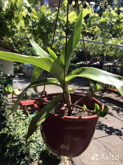 Каланхоэ,золотой ус