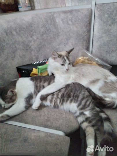 Кошечка и котик