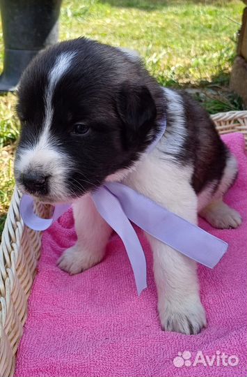 Щенки московской сторожевой