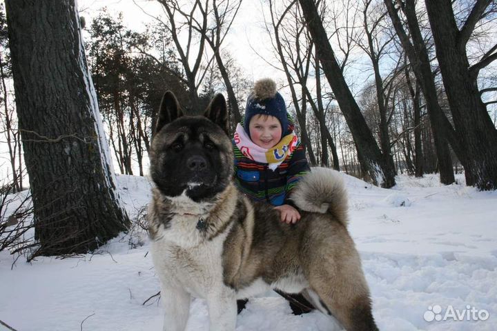 Американская Акита