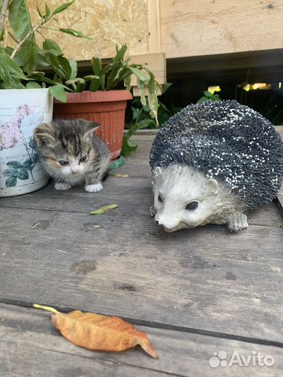 Котята девочки бесплатно
