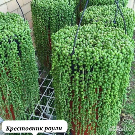 Крестовник роули, крестовник роули вариегатный