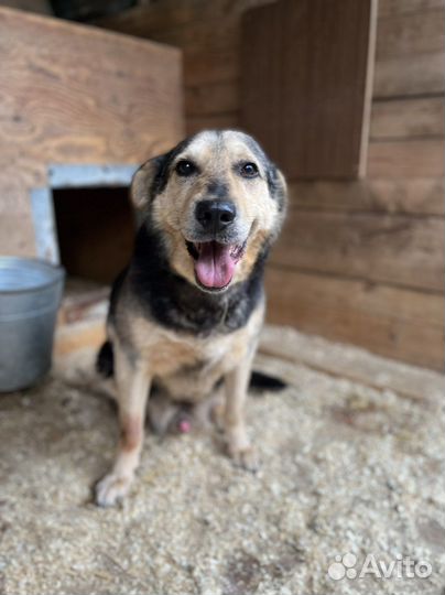 Восточноевропейская овчарка метис