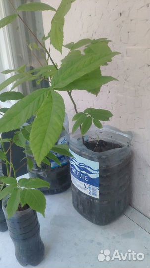 Саженцы маньчжурского ореха