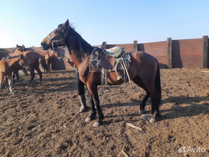 Жеребец орловский рысак