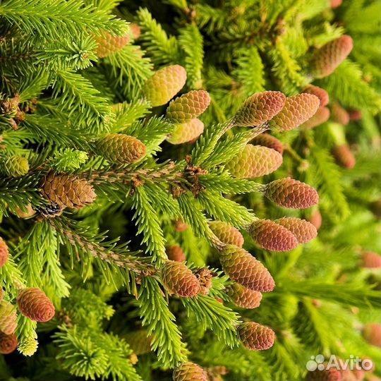 Сосна сибирская, ель обыкновенная