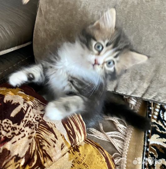 Котенок девочка