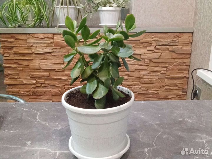 Толстянка, крассула, денежное дерево