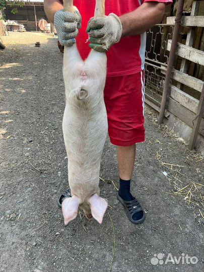 Поросята ландрас+1см