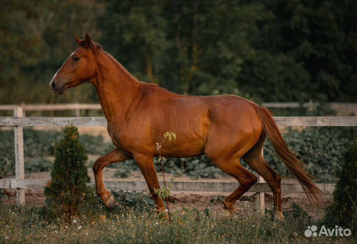 Лошадь на продажу