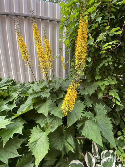 Бузульники