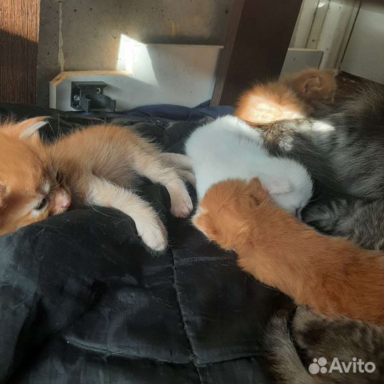 Отдам котят в добрые руки