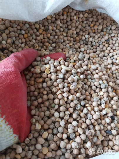 Нут кормовой