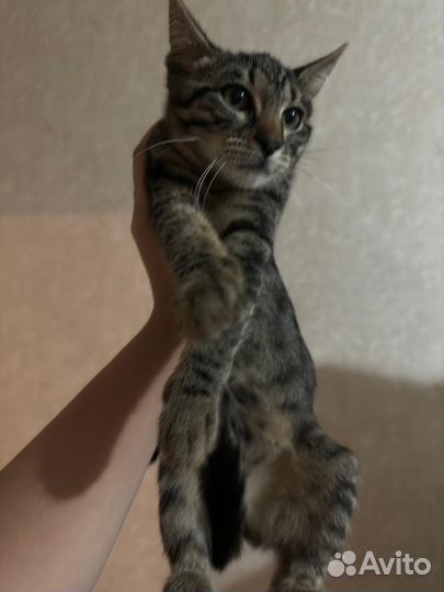 Котенок добрые руки