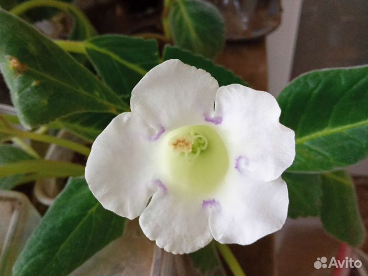 Глоксиния клубни