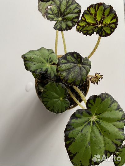 Комнатные цветы