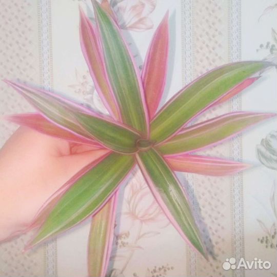 Комнатные растения разные
