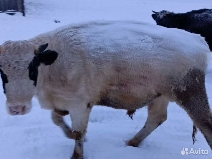 Быки,телята,коровы