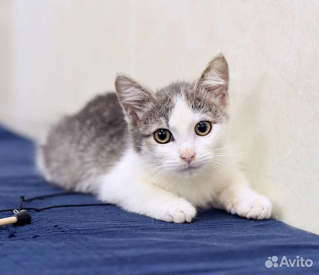 Котенок в добрые руки