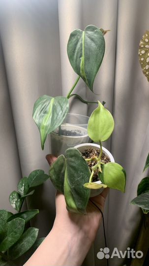 Филодендрон бразил 2в1