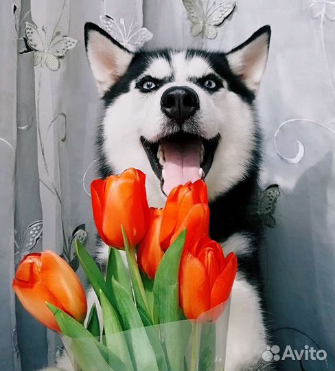 Сибирский хаски вязка