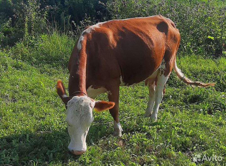 Корова дойная