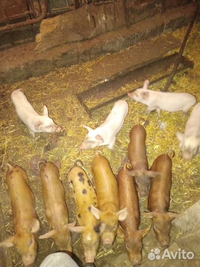 Поросята помесь ландрас дюрок