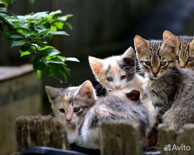 Котята в добрые руки