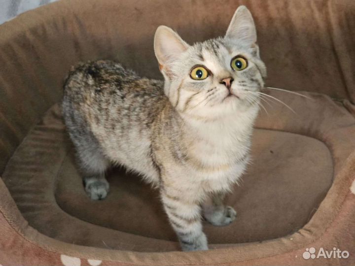 Молодая кошечка ищем дом