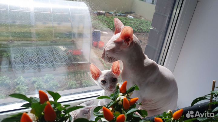 Канадский сфинкс котенок